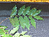  (Xylopia ligustrifolia - BIORTP-061-D09)  @11 [ ] CreativeCommons - Attribution Non-Commercial Share-Alike (2019) Varun Swamy San Diego Zoo Global