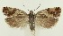  (Epinotia huroniensis - MDH034898)  @11 [ ] CreativeCommons  Attribution (by) (2023) Daniel Handfield Unspecified