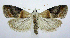  (Acrobasis demotella - jflandry0433)  @15 [ ] Copyright (2007) Unspecified Canadian National Collection