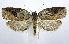  (Amorbia humerosana - jflandry0703)  @15 [ ] Copyright (2007) Unspecified Canadian National Collection