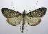  (Saucrobotys fumoferalis - jflandry0638)  @14 [ ] CreativeCommons - Attribution (2010) Unspecified Centre for Biodiversity Genomics