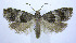  (Rhopobota finitimana - jflandry0045)  @15 [ ] Copyright (2007) Unspecified Canadian National Collection
