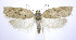  (Acleris semiannula - jflandry0260)  @15 [ ] Copyright (2007) Unspecified Canadian National Collection