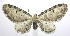  (Eupithecia ravocostaliata - jflandry0114)  @15 [ ] Copyright (2007) Unspecified Canadian National Collection