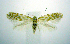  (Argyresthia canadensis - jflandry0484)  @14 [ ] Copyright (2007) Unspecified Canadian National Collection