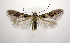  (Stilbosis ostryaeella - jflandry0492)  @15 [ ] Copyright (2007) Unspecified Canadian National Collection