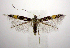  (Cosmopterix abdita - jflandry0883)  @15 [ ] CreativeCommons - Attribution (2010) Unspecified Centre for Biodiversity Genomics