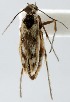  (Areniscythris brachypteris - jflandry1445)  @14 [ ] CreativeCommons - Attribution (2010) Unspecified Centre for Biodiversity Genomics