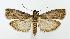  (Oreana unicolorella - jflandry2894)  @15 [ ] Copyright (2007) Unspecified Canadian National Collection