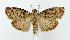  (Pococera asperatella - jflandry2904)  @15 [ ] Copyright (2007) Unspecified Canadian National Collection