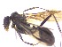  (Aphaenogaster picena - MEBAN15)  @11 [ ] CreativeCommons  Attribution Share-Alike (2021) Lucija Seric Jelaska University of Zagreb, Faculty of Science, Department of Biology