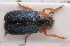  (Smaragdina xanthaspis - MIS_LEM_MS_0000909)  @11 [ ] Unspecified (default): All Rights Reserved  Unspecified Unspecified