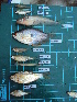  (Lepidocephalichthys - CMGG-2011-868)  @13 [ ] CreativeCommons - Attribution Non-Commercial Share-Alike (2013) CMGG CMGG