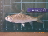  (Henicorhynchus lobatus - CMGG-2011-514)  @14 [ ] CreativeCommons - Attribution Non-Commercial Share-Alike (2013) CMGG CMGG