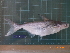  (Pangasius bocourti - CMGG-2011-538)  @14 [ ] CreativeCommons - Attribution Non-Commercial (2013) CMGG CMGG