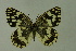  (Melanargia syriaca - DNAwthmel 202)  @14 [ ] Copyright (2009) Unspecified Unspecified