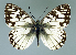  (Melanargia occitanica - GCB-M 24)  @14 [ ] Copyright (2009) Unspecified Unspecified