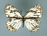  (Melanargia montana - GCB-M 2)  @13 [ ] Copyright (2009) Unspecified Unspecified