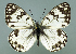  (Melanargia arge - GCB-M 7)  @14 [ ] Copyright (2009) Unspecified Unspecified