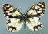  (Melanargia leda - GCB-M 9)  @14 [ ] Copyright (2009) Unspecified Unspecified