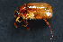  (Phyllophaga obsoleta - MEL217)  @14 [ ] CreativeCommons - Attribution Non-Commercial Share-Alike (2011) Adriana Castro El Colegio de la Frontera Sur