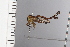  (Heteronotus aff. delineatus - JLPZ1153)  @11 [ ] CreativeCommons  Attribution Non-Commercial Share-Alike (2022) Jeremie Lapeze Institut National de la Recherche Agronomique, Zoologie Forestiere