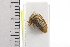  (Nassunia - JLPZ0477)  @11 [ ] CreativeCommons  Attribution Non-Commercial Share-Alike (2022) Jeremie Lapeze Institut National de la Recherche Agronomique, Zoologie Forestiere