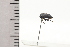  (Phormophora - JLPZ0510)  @11 [ ] CreativeCommons  Attribution Non-Commercial Share-Alike (2022) Jeremie Lapeze Institut National de la Recherche Agronomique, Zoologie Forestiere