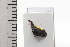  (Enchenopa anseriformis - JLPZ0511)  @11 [ ] CreativeCommons  Attribution Non-Commercial Share-Alike (2022) Jeremie Lapeze Institut National de la Recherche Agronomique, Zoologie Forestiere