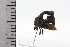 (Cladonota grisea - JLPZ0575)  @11 [ ] CreativeCommons  Attribution Non-Commercial Share-Alike (2022) Jeremie Lapeze Institut National de la Recherche Agronomique, Zoologie Forestiere