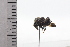  ( - JLPZ0583)  @11 [ ] CreativeCommons  Attribution Non-Commercial Share-Alike (2022) Jeremie Lapeze Institut National de la Recherche Agronomique, Zoologie Forestiere