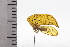  (Oeda inflata - JLPZ0741)  @11 [ ] CreativeCommons  Attribution Non-Commercial Share-Alike (2022) Jeremie Lapeze Institut National de la Recherche Agronomique, Zoologie Forestiere