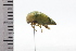  (Alobia - JLPZ0766)  @11 [ ] CreativeCommons  Attribution Non-Commercial Share-Alike (2022) Jeremie Lapeze Institut National de la Recherche Agronomique, Zoologie Forestiere