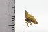  (Notogonioides costiger - JLPZ0834)  @11 [ ] CreativeCommons  Attribution Non-Commercial Share-Alike (2022) Jeremie Lapeze Institut National de la Recherche Agronomique, Zoologie Forestiere