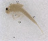  (Baetis maculosus - Mayfly20191126-BMP)  @11 [ ] CreativeCommons  Attribution Share-Alike (by-sa) (2020) South China Agricultural University Unspecified