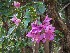  (Bougainvillea spectabilis - veg021)  @11 [ ] Unspecified (default): All Rights Reserved  Unspecified Unspecified