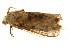  (Odontocheilopteryx sp_phoneus - TDGAB-1060)  @14 [ ] CreativeCommons - Attribution (2010) Unspecified Centre for Biodiversity Genomics