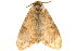  (Lymantria vacillans - TDGAB-1134)  @13 [ ] CreativeCommons - Attribution (2010) Unspecified Centre for Biodiversity Genomics