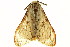  (Rhypopteryx - TDGAB-1905)  @14 [ ] CreativeCommons - Attribution (2010) CBG Photography Group Centre for Biodiversity Genomics