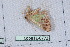  (Zamarada protrusa - Lope11-0772)  @12 [ ] Copyright (2011) Rodolpher Rougerie University of Rouen