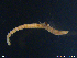  (Chaetozone sp. MG14 - ZMBN129603)  @11 [ ] CreativeCommons  Attribution Non-Commercial Share-Alike (2019) NTNU University Museum NTNU University Museum