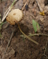  (Conocybe papillata - BAB 4752)  @11 [ ] Copyright (2014) Gujarat Biodiversity Gene Bank, GSBTM, DST, GoG Gujarat Biodiversity Gene Bank, GSBTM, DST, GoG