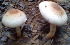  (Lepiota subclypeolaria - BAB 4980)  @11 [ ] Copyright (2015) Gujarat Biodiversity Gene Bank, GSBTM, DST, GoG Gujarat Biodiversity Gene Bank, GSBTM, DST, GoG