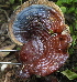  (Ganoderma steyaertanum - BAB 5191)  @11 [ ] Copyright (2015) Gujarat Biodiversity Gene Bank, GSBTM, DST, GoG Gujarat Biodiversity Gene Bank, GSBTM, DST, GoG