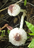  (Agaricus dulcidulus - BAB 5241)  @11 [ ] Copyright (2015) Gujarat Biodiversity Gene Bank, GSBTM, DST, GoG Gujarat Biodiversity Gene Bank, GSBTM, DST, GoG