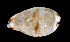  (Cypraea gracilis - BHKG-0123)  @11 [ ] by-nc-sa (2018) Unspecified the Florida Museum of Natural History (FLMNH) and University of Hong Kong's Swire Institute of Marine Science