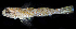  (Istigobius campbelli - BHKG-0205)  @11 [ ] by-nc-sa (2018) Unspecified the Florida Museum of Natural History (FLMNH) and University of Hong Kong's Swire Institute of Marine Science