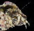  (Pagurus sp. HK01 - BHKG-0230)  @11 [ ] by-nc-sa (2018) Unspecified the Florida Museum of Natural History (FLMNH) and University of Hong Kong's Swire Institute of Marine Science