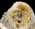  (Diogenes pallescens - BHKG-0550)  @11 [ ] by-nc-sa (2018) Unspecified the Florida Museum of Natural History (FLMNH) and University of Hong Kong's Swire Institute of Marine Science