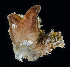  (Microcosmus sp. HK01 - BHKG-1680)  @11 [ ] by-nc-sa (2018) Unspecified the Florida Museum of Natural History (FLMNH) and University of Hong Kong's Swire Institute of Marine Science